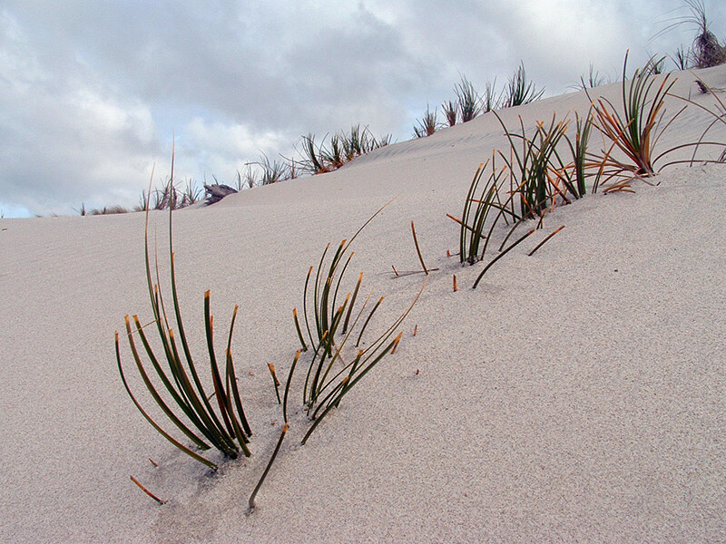 Dune Restoration • Coastal Restoration Trust of New Zealand