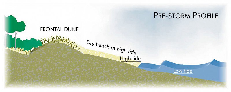 How Dunes Work Coastal Restoration Trust Of New Zealand