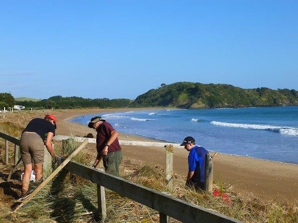 Working Bee at Taipa beach to fix access ways and replant species damaged during recent storms